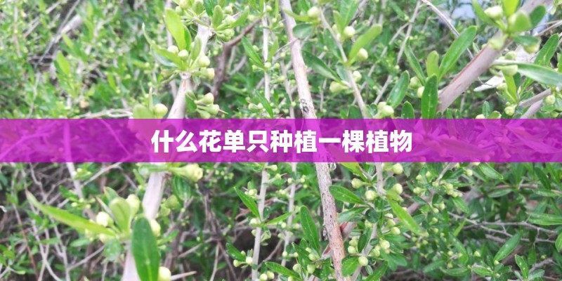 什么花单只种植一棵植物