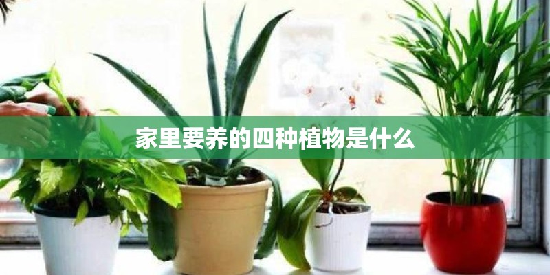 家里要养的四种植物是什么