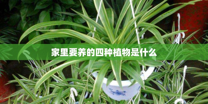 家里要养的四种植物是什么