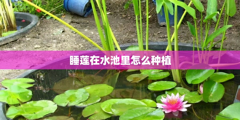 睡莲在水池里怎么种植