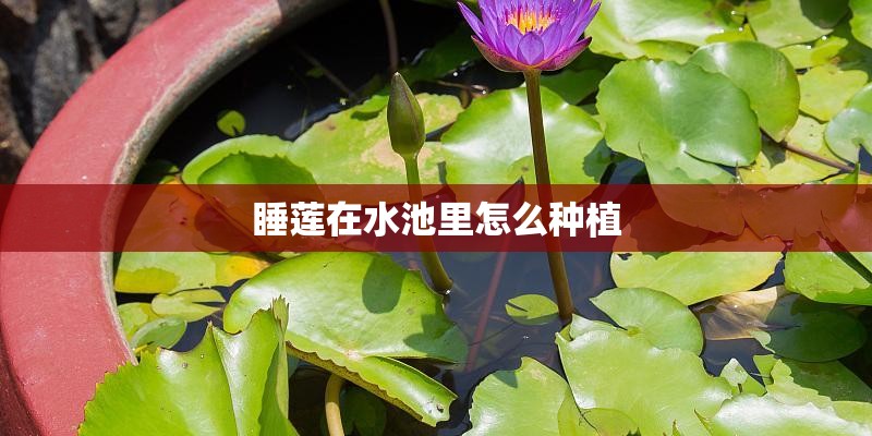 睡莲在水池里怎么种植