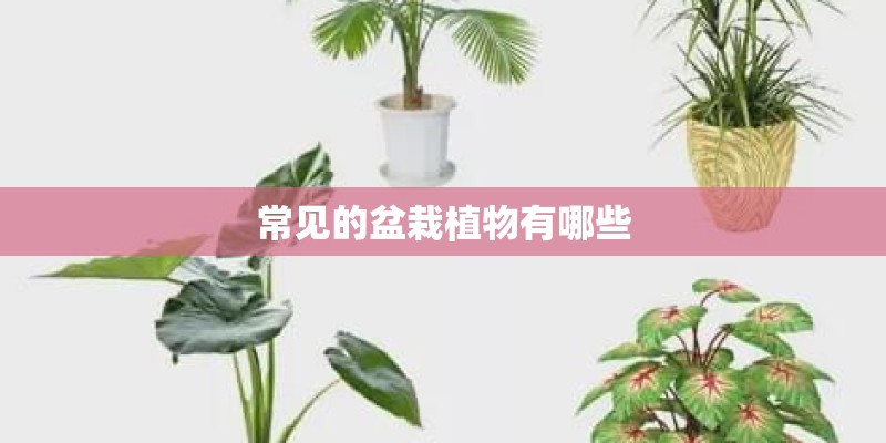 常见的盆栽植物有哪些