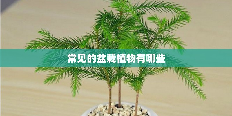 常见的盆栽植物有哪些