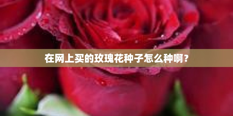 在网上买的玫瑰花种子怎么种啊？