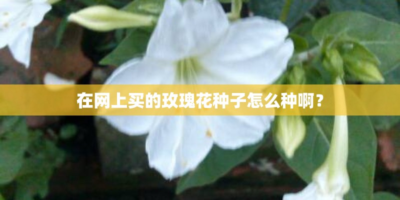 在网上买的玫瑰花种子怎么种啊？