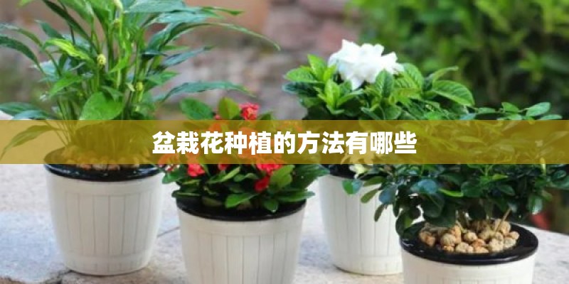 盆栽花种植的方法有哪些