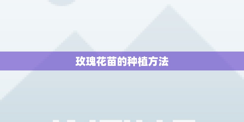 玫瑰花苗的种植方法