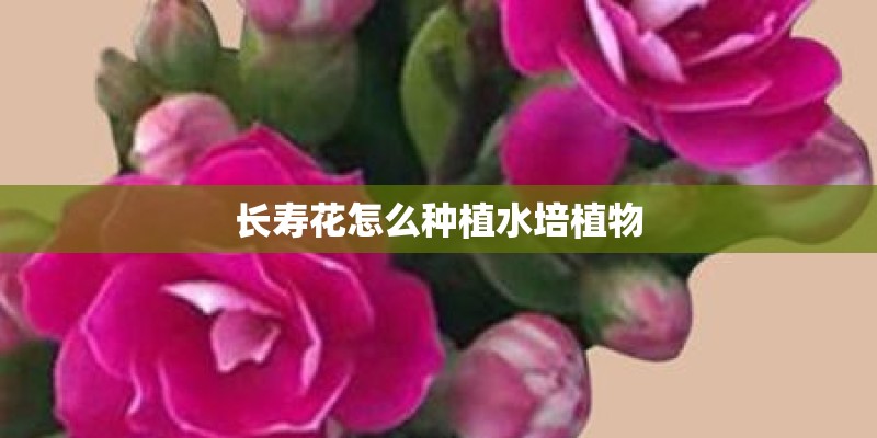 长寿花怎么种植水培植物
