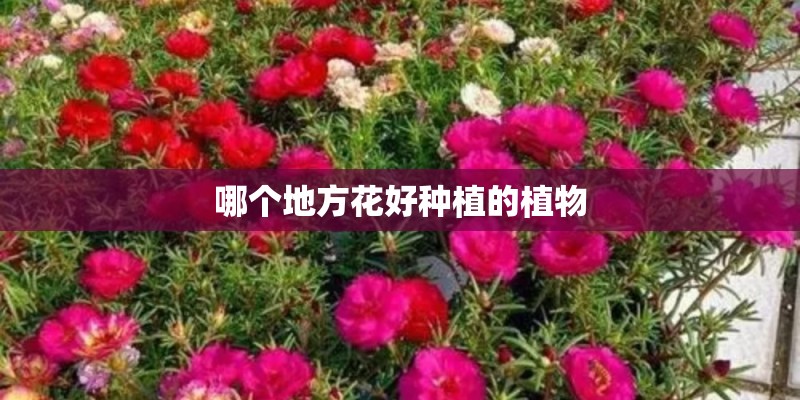 哪个地方花好种植的植物