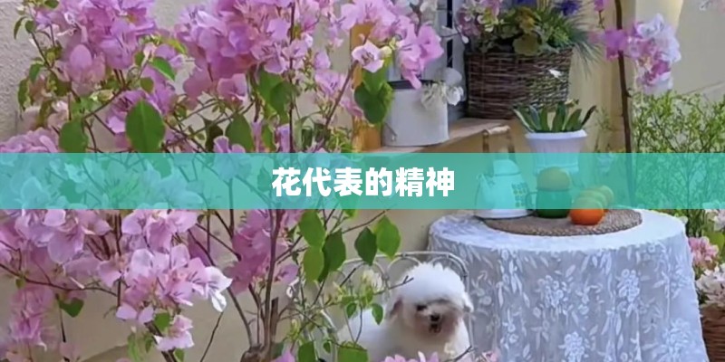 花代表的精神