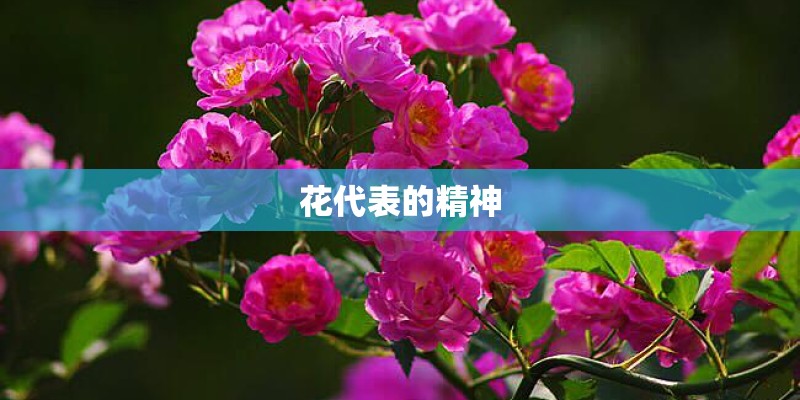 花代表的精神