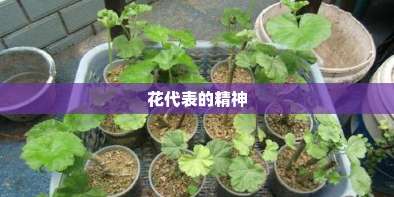 花代表的精神