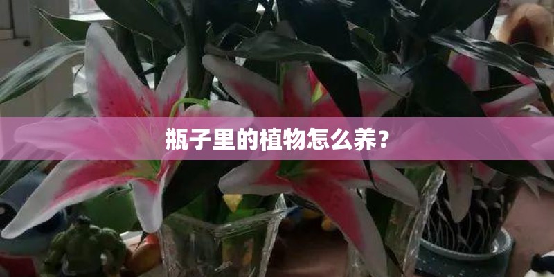 瓶子里的植物怎么养？