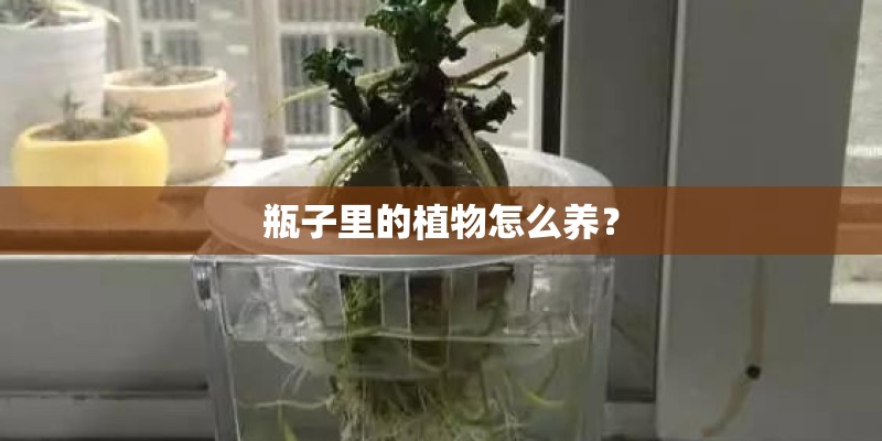 瓶子里的植物怎么养？