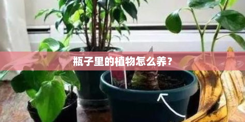 瓶子里的植物怎么养？