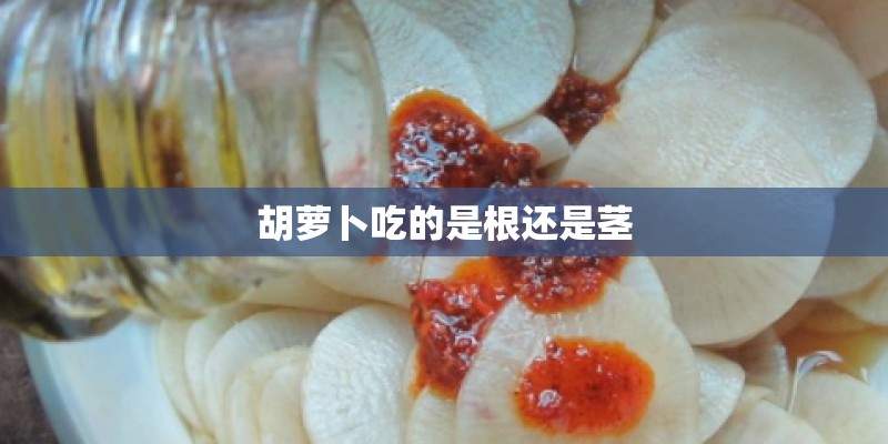 胡萝卜吃的是根还是茎