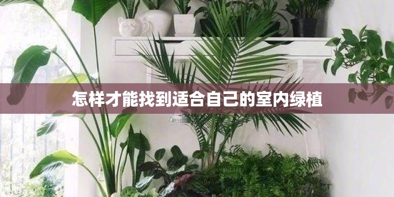 怎样才能找到适合自己的室内绿植