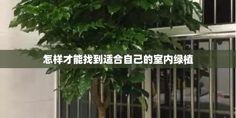 怎样才能找到适合自己的室内绿植
