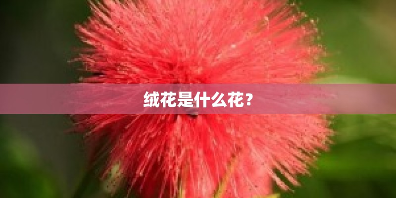 绒花是什么花？