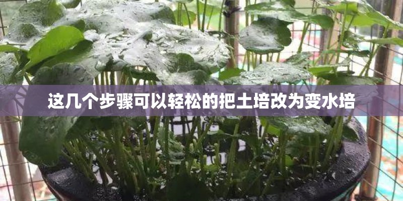 这几个步骤可以轻松的把土培改为变水培