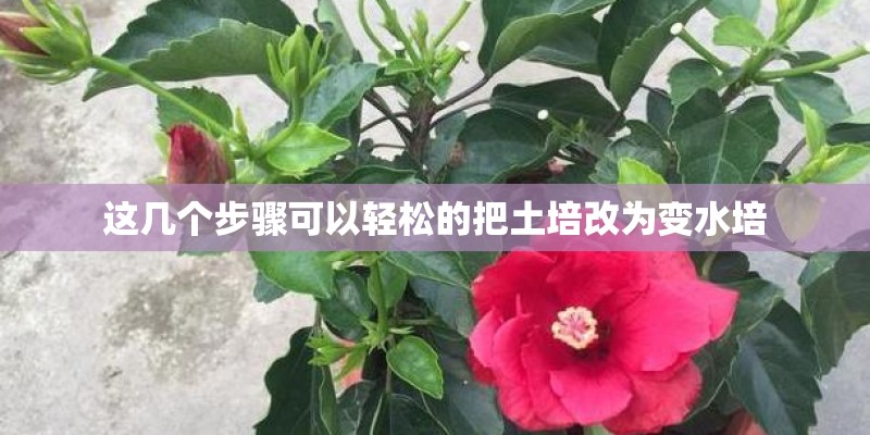 这几个步骤可以轻松的把土培改为变水培