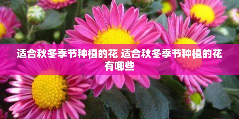 适合秋冬季节种植的花 适合秋冬季节种植的花有哪些
