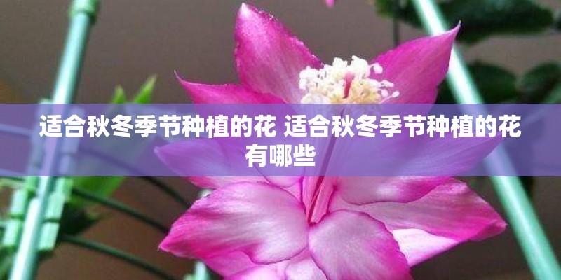 适合秋冬季节种植的花 适合秋冬季节种植的花有哪些