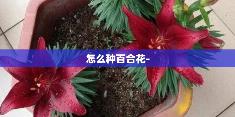 怎么种百合花-
