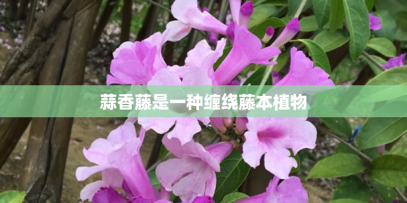 蒜香藤是一种缠绕藤本植物