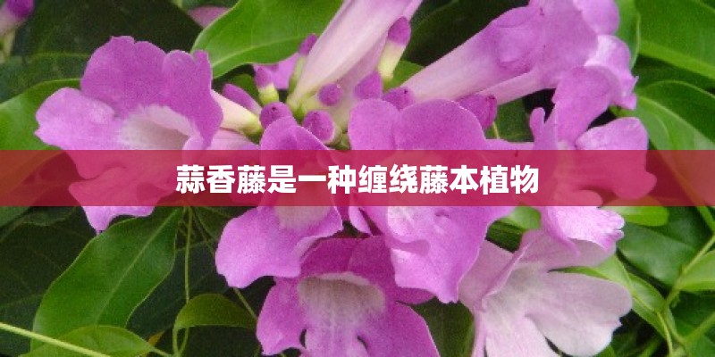 蒜香藤是一种缠绕藤本植物
