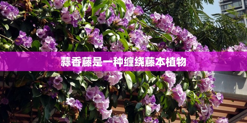 蒜香藤是一种缠绕藤本植物