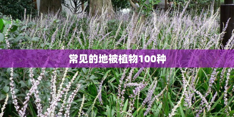常见的地被植物100种