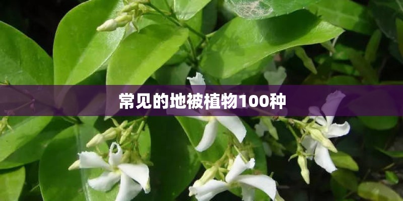 常见的地被植物100种