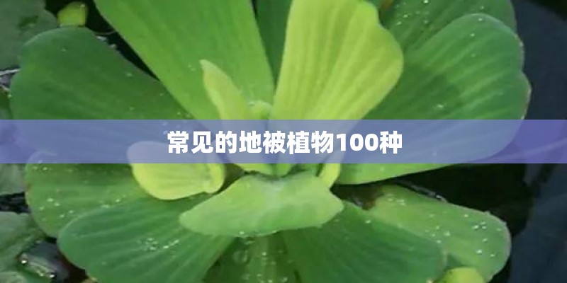 常见的地被植物100种