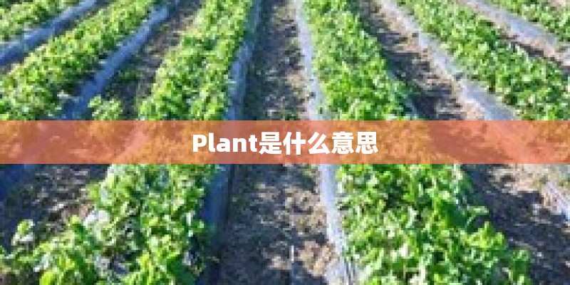 Plant是什么意思