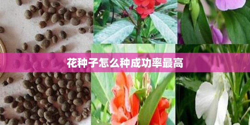 花种子怎么种成功率最高