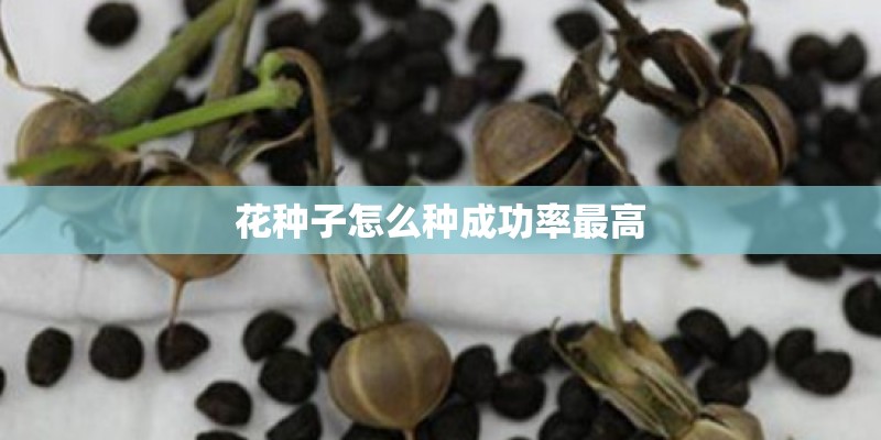 花种子怎么种成功率最高