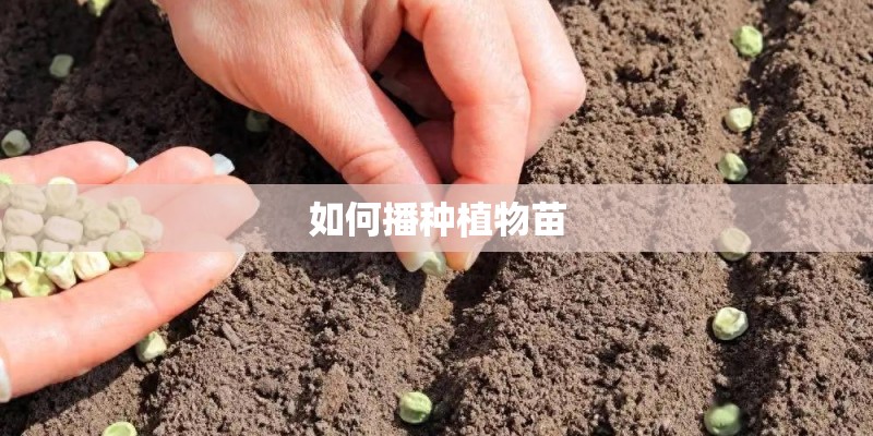 如何播种植物苗