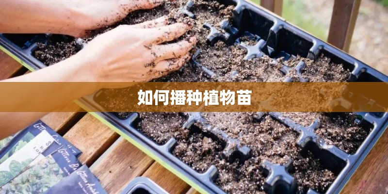 如何播种植物苗