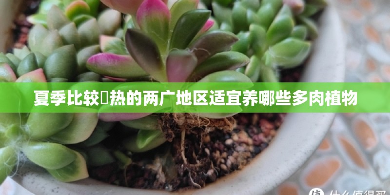 夏季比较溼热的两广地区适宜养哪些多肉植物