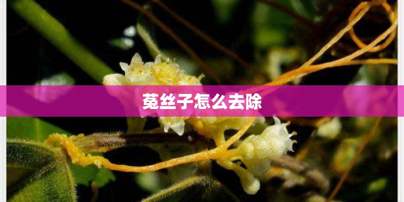 菟丝子怎么去除