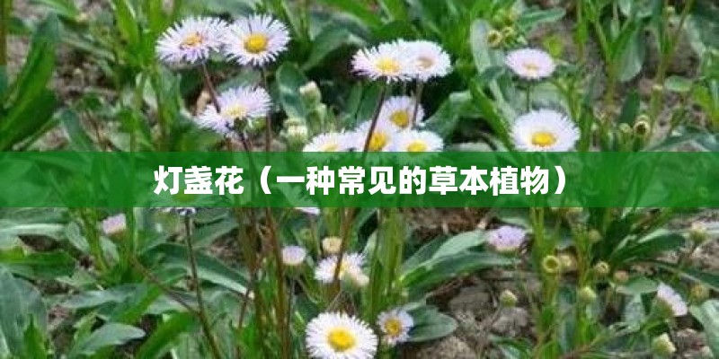 灯盏花（一种常见的草本植物）
