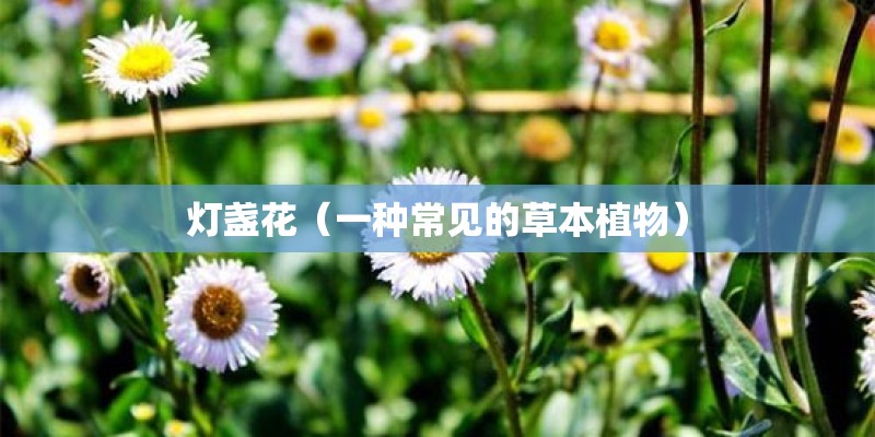 灯盏花（一种常见的草本植物）