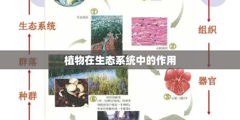 植物在生态系统中的作用