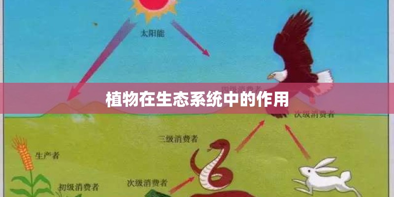 植物在生态系统中的作用