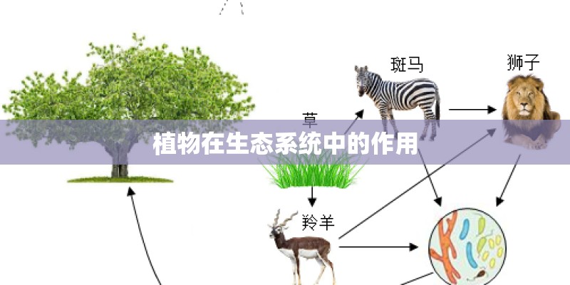 植物在生态系统中的作用