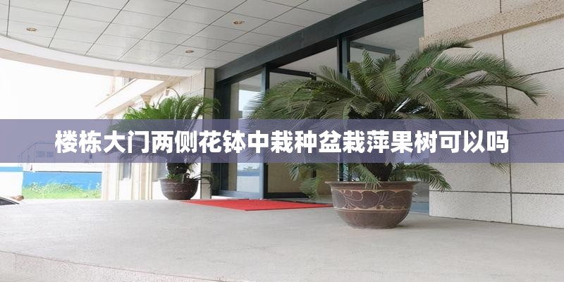 楼栋大门两侧花钵中栽种盆栽萍果树可以吗