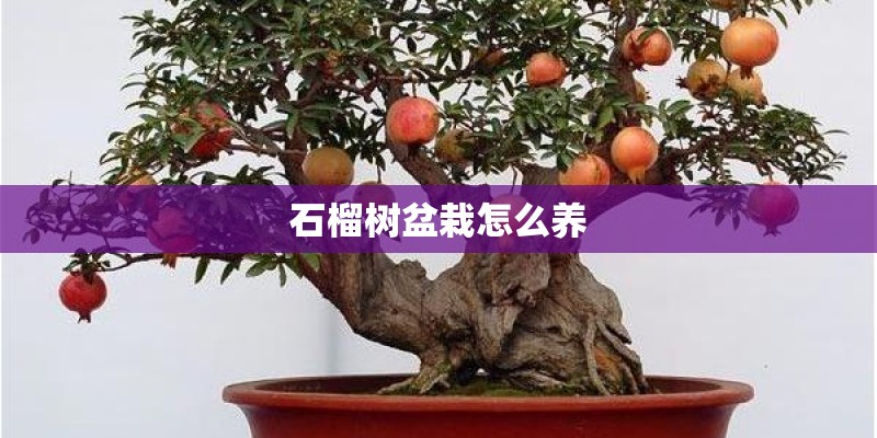 石榴树盆栽怎么养