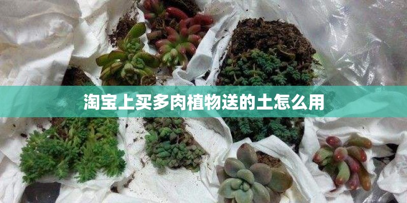 淘宝上买多肉植物送的土怎么用