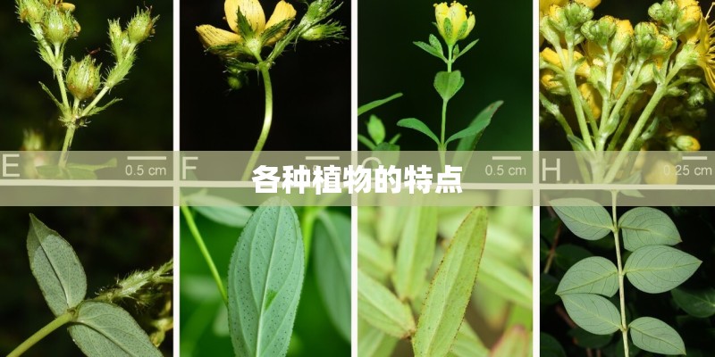 各种植物的特点